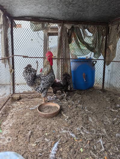 Trio for sale egg laying