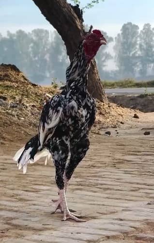 Top Quality Premium Mianwali Aseel | Pure Bloodline _murgha