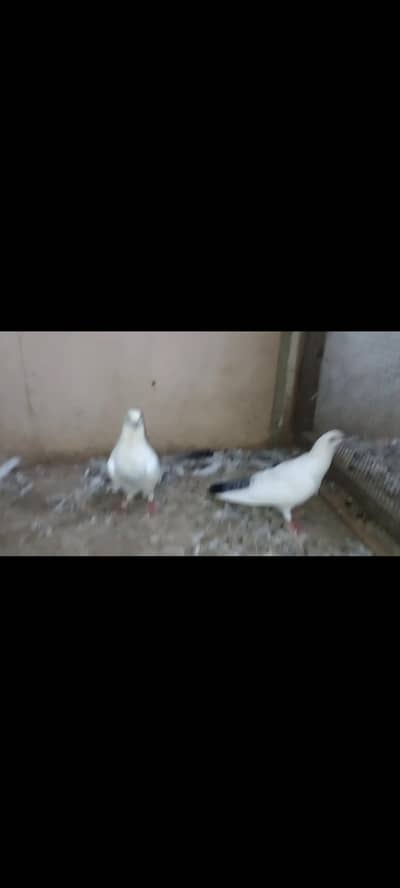 kalduma pair