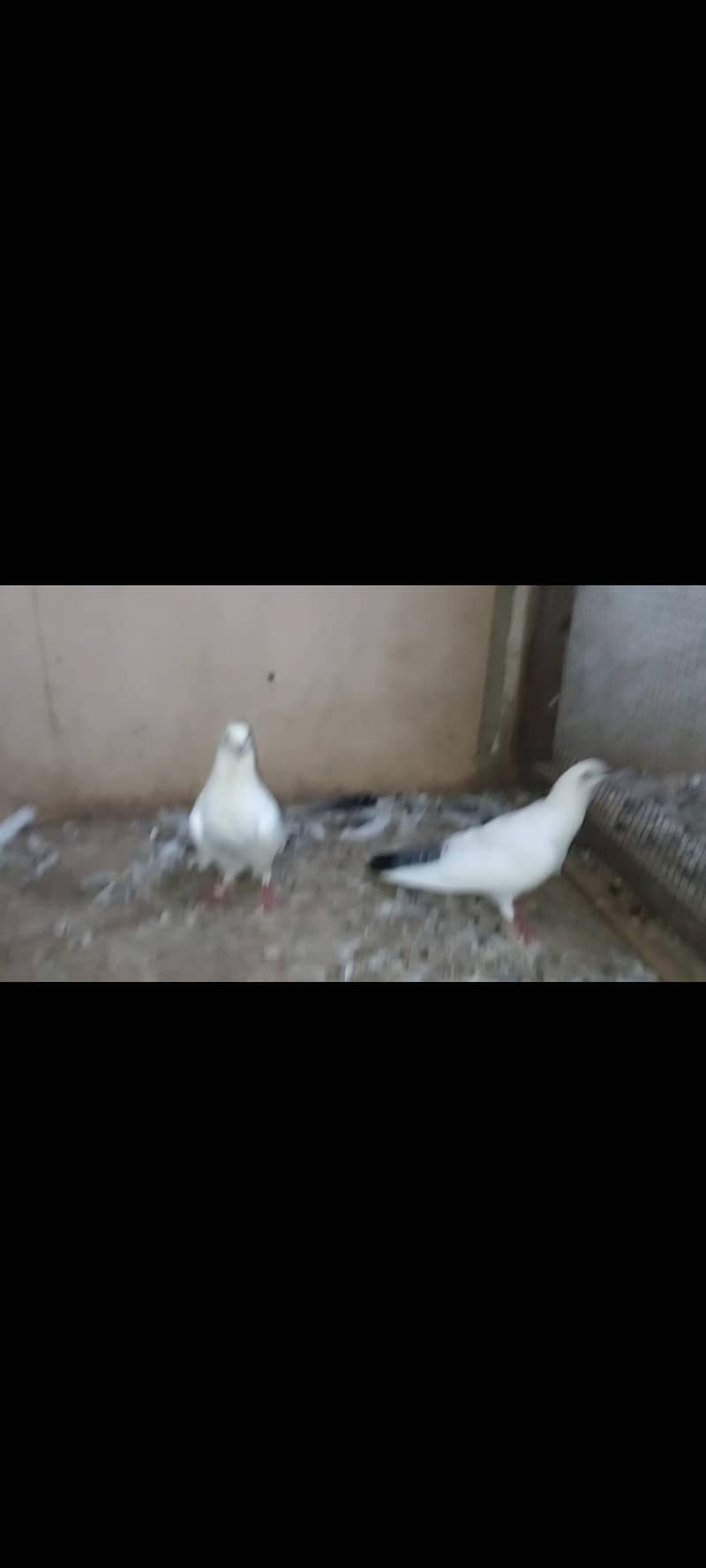 kalduma pair 0