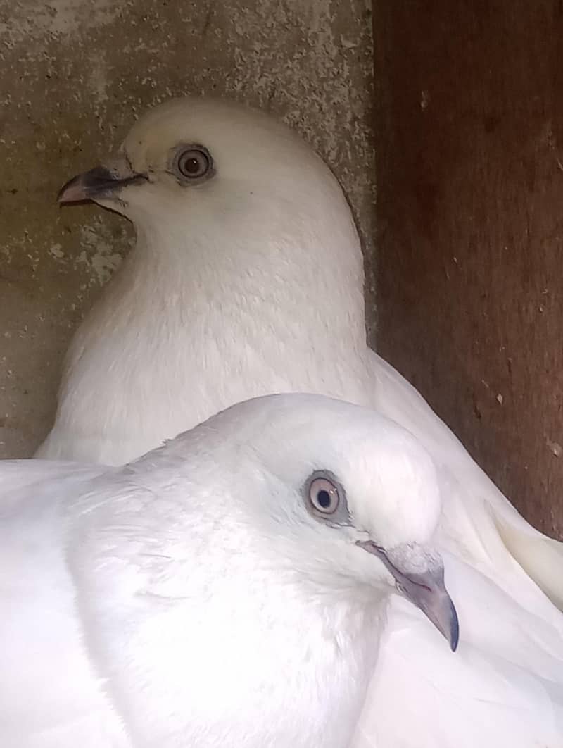 kalduma pair 2