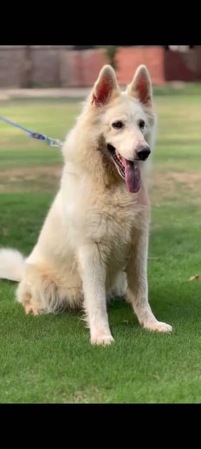 Swiss shepherd young female available for farm house's