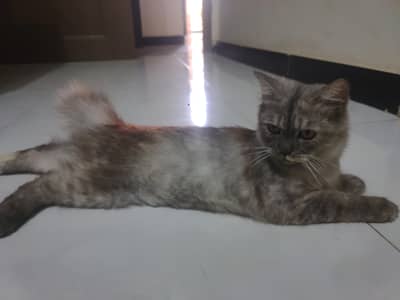 full Persian cat