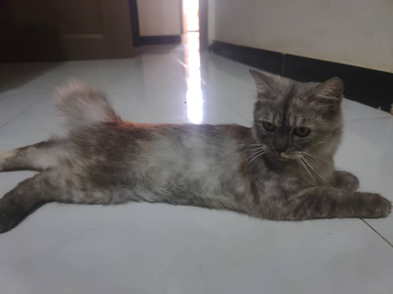 full Persian cat 0
