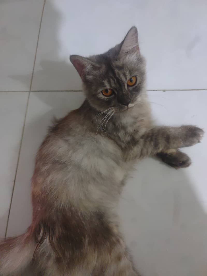 full Persian cat 1