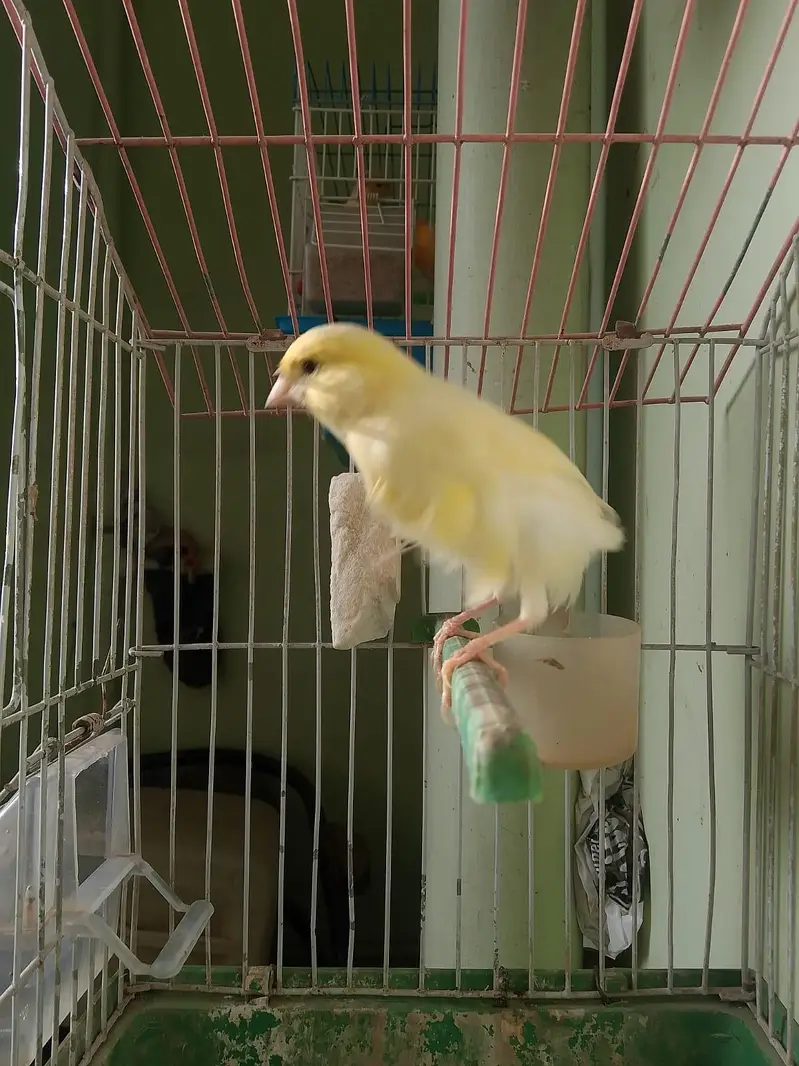 lemon canary