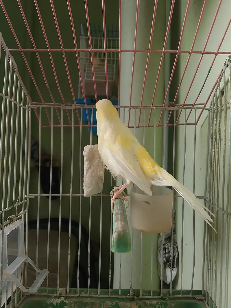 lemon canary — photo 2