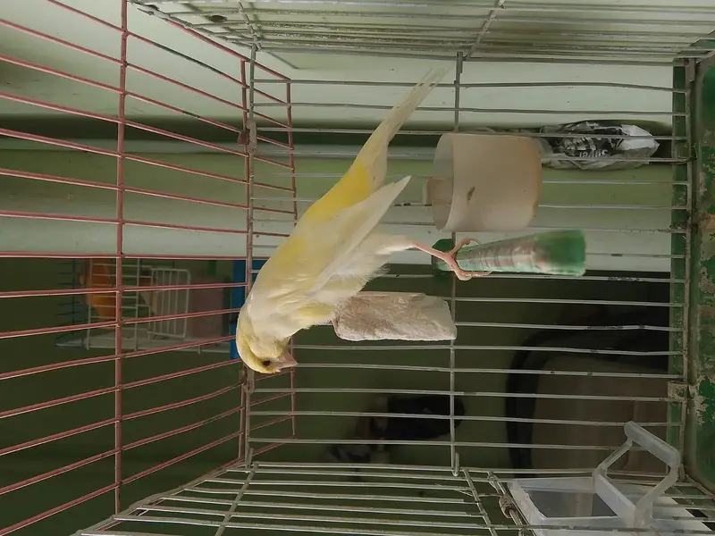 lemon canary — photo 3