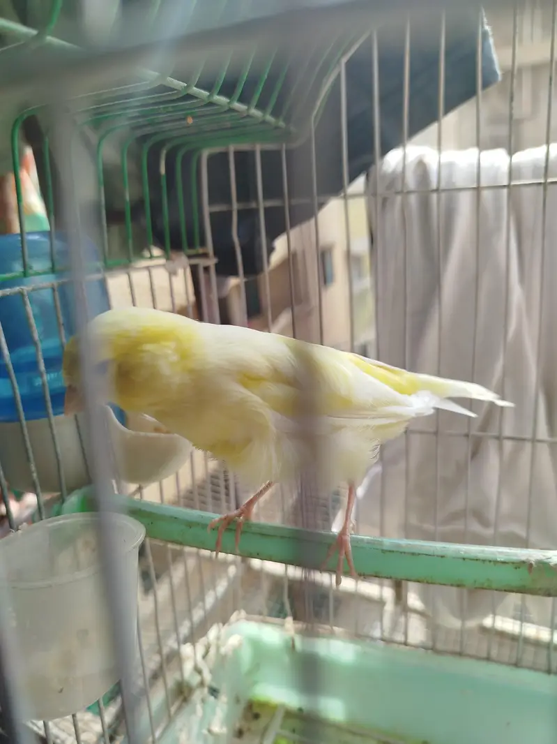 lemon canary — photo 4