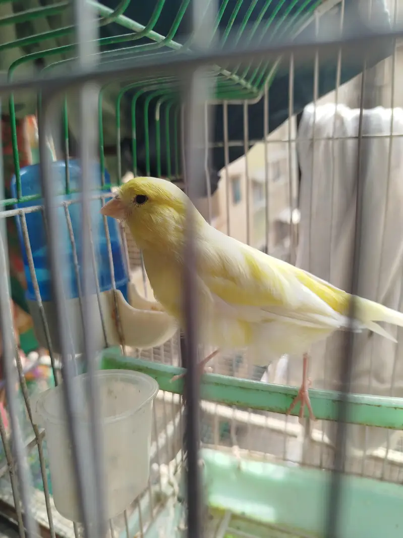 lemon canary — photo 5
