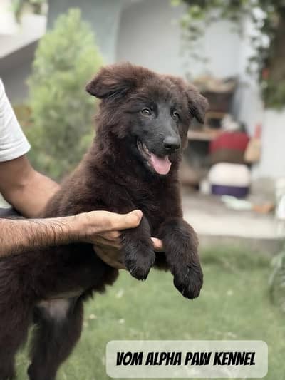 Pedigree german shepherd puppies available for sale { long coat }