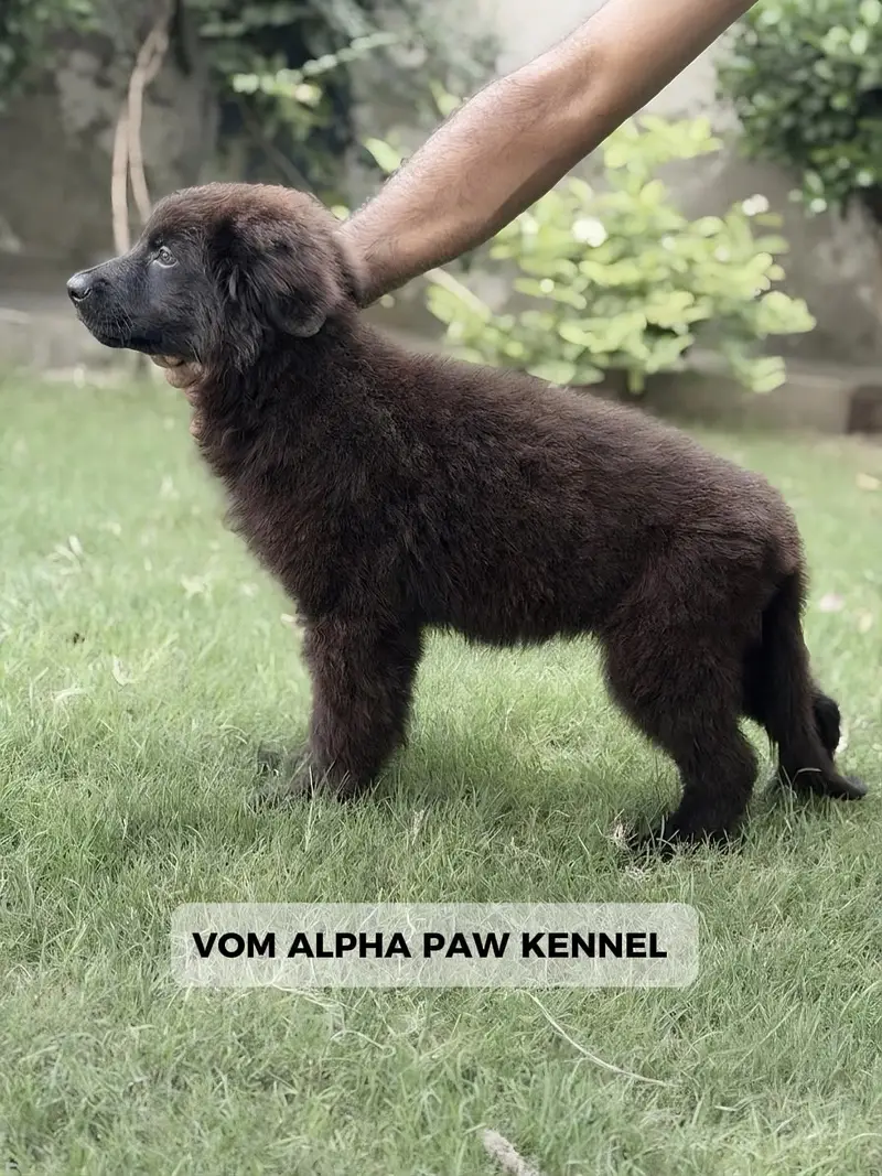 Pedigree german shepherd puppies available for sale { long coat } — photo 2