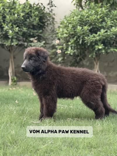 Pedigree german shepherd puppies available for sale { long coat }
