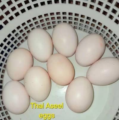 Aseel thai eggs 03106429969