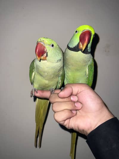 Kashmiri raw hand taim talking parrots