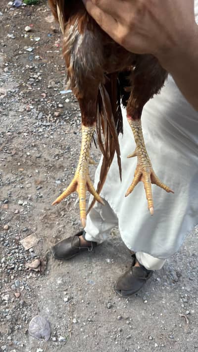 this is butifull hen