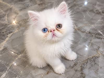 Persian kittens