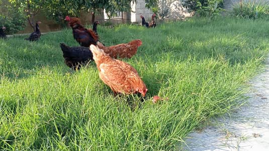 lohmann hens