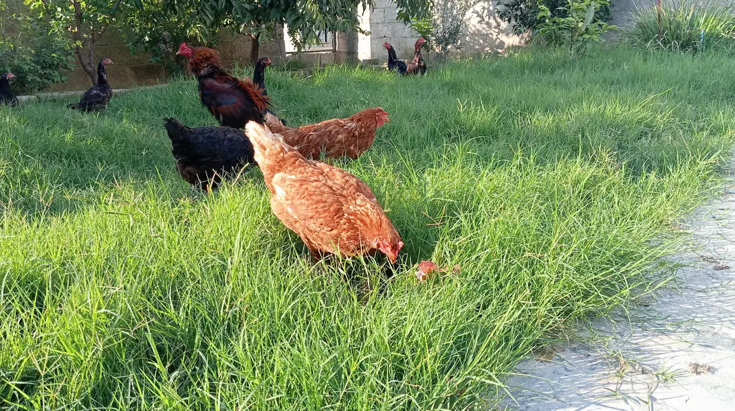 lohmann hens