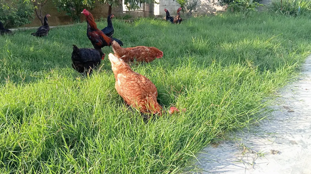 lohmann hens — photo 2