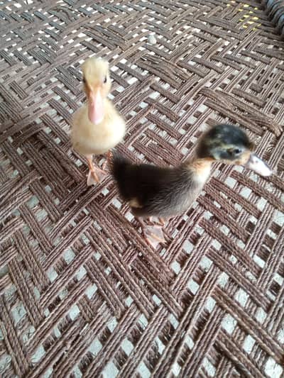Golden and Black Duck Pair