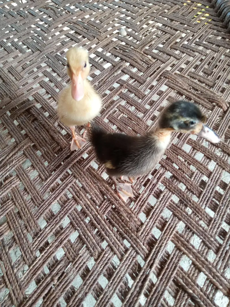 Golden and Black Duck Pair