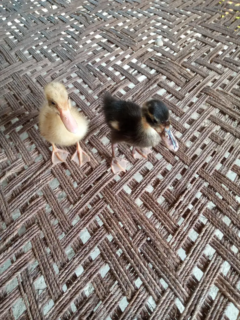Golden and Black Duck Pair — photo 2