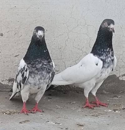 All Setup for sale pigeon kabutar 03129882759