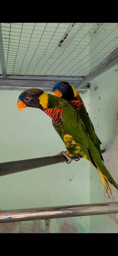 Parrot