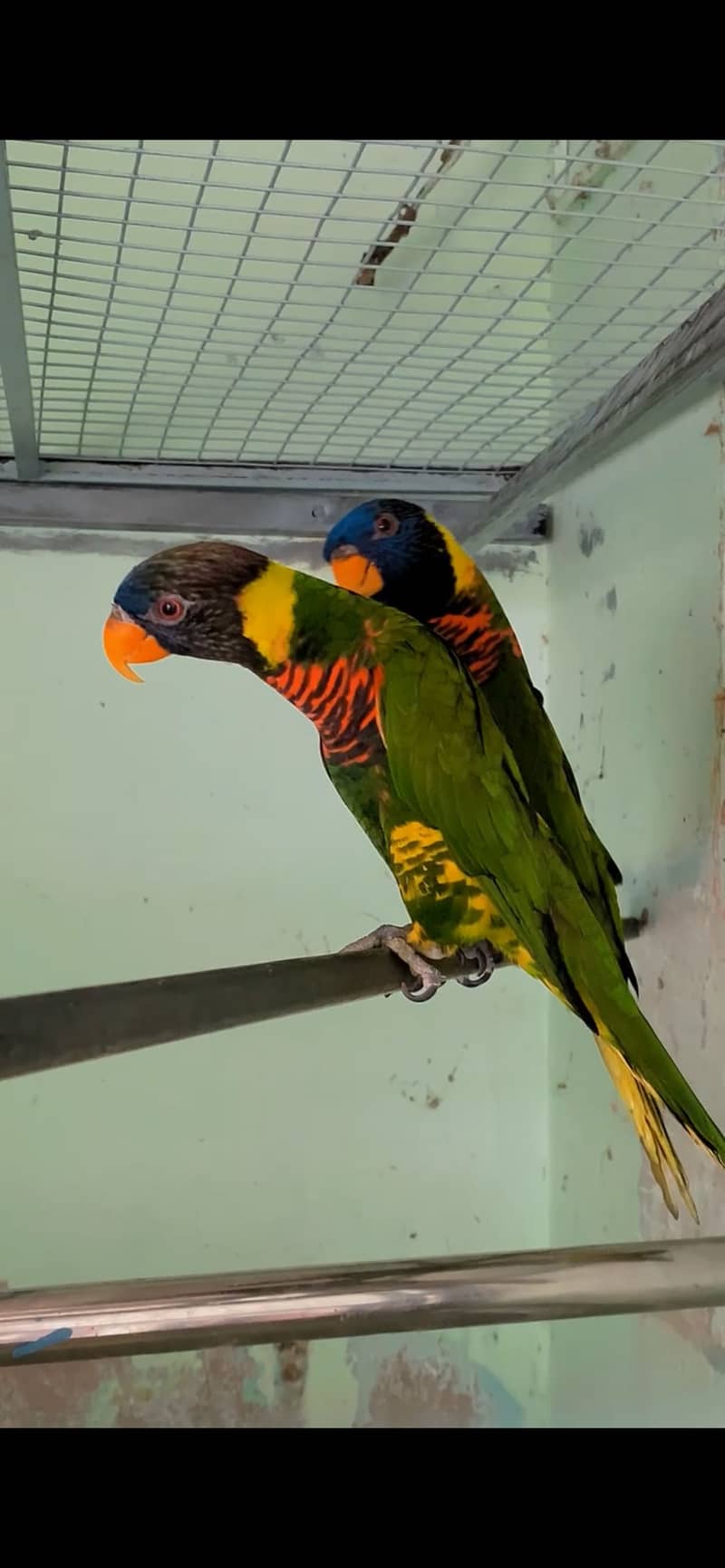 Parrot 0