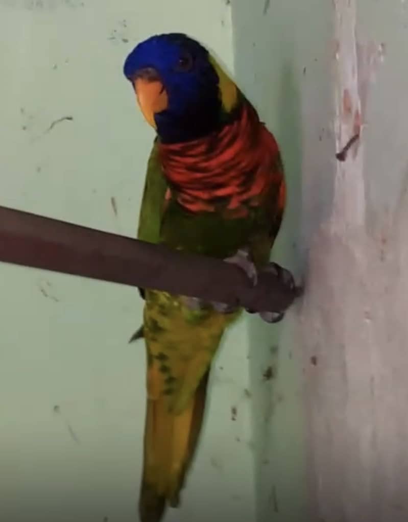 Parrot 1
