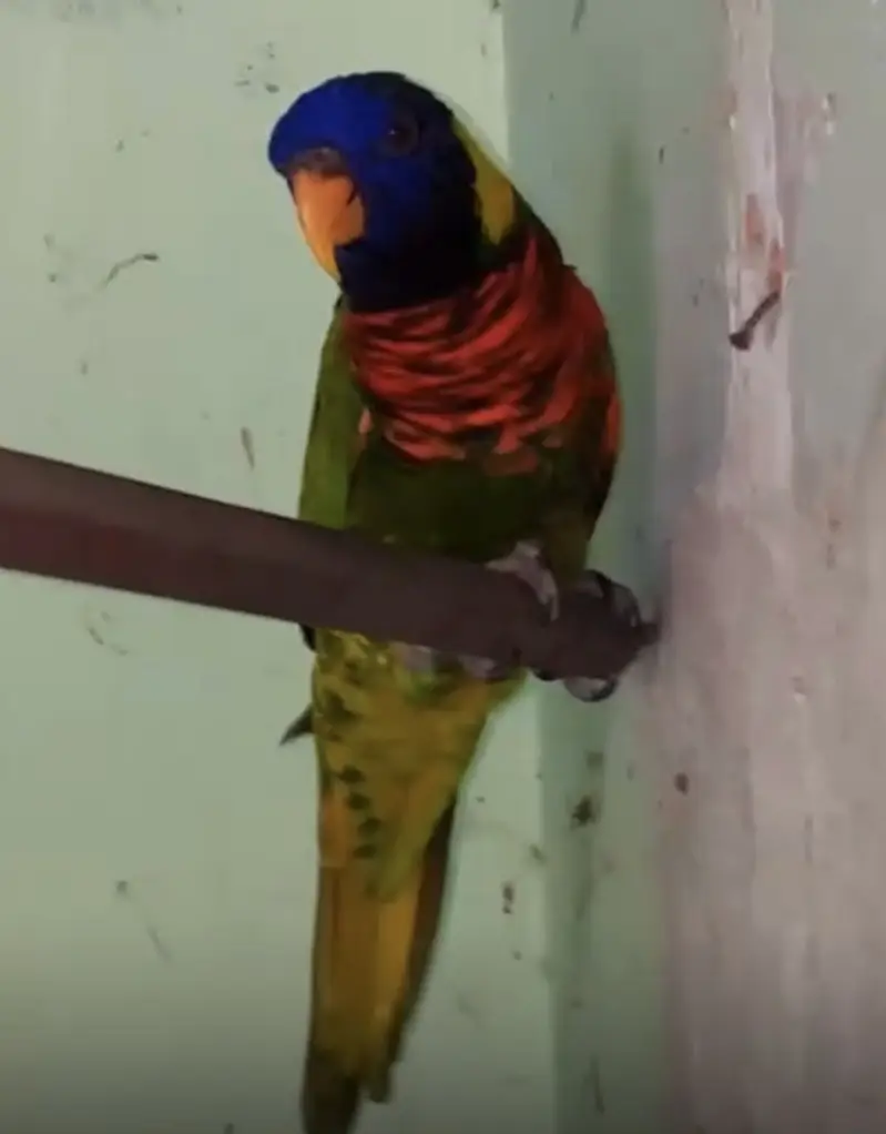 Parrot — photo 2