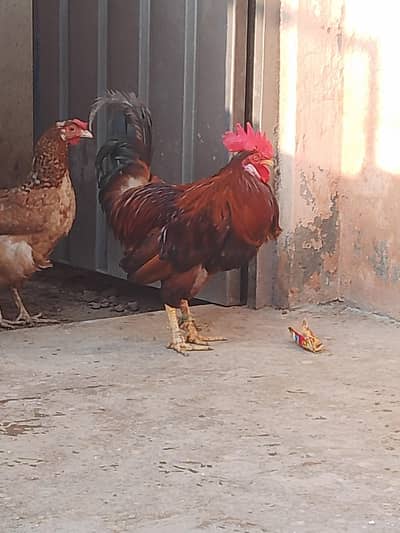 Desi hen and cook pair
