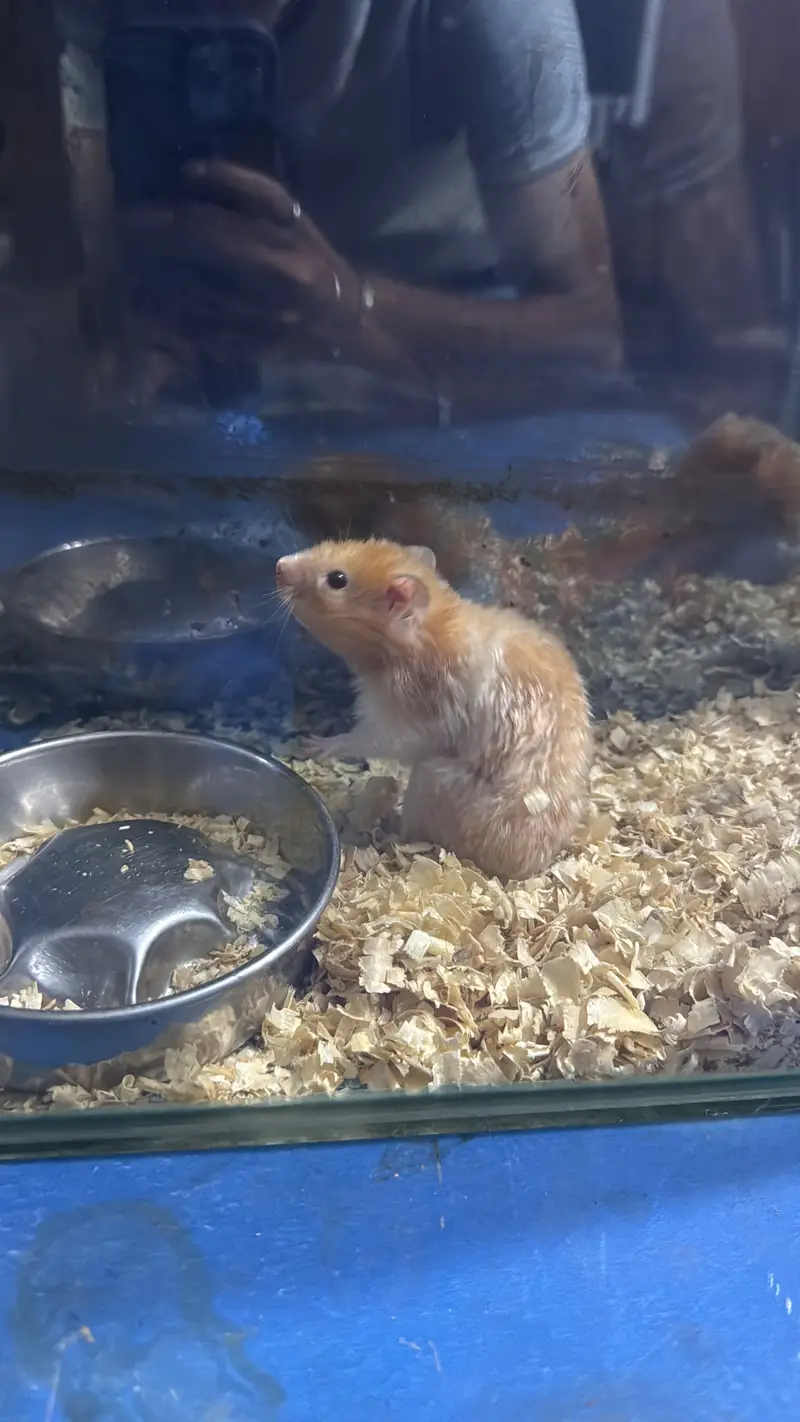 hamtsers brown white