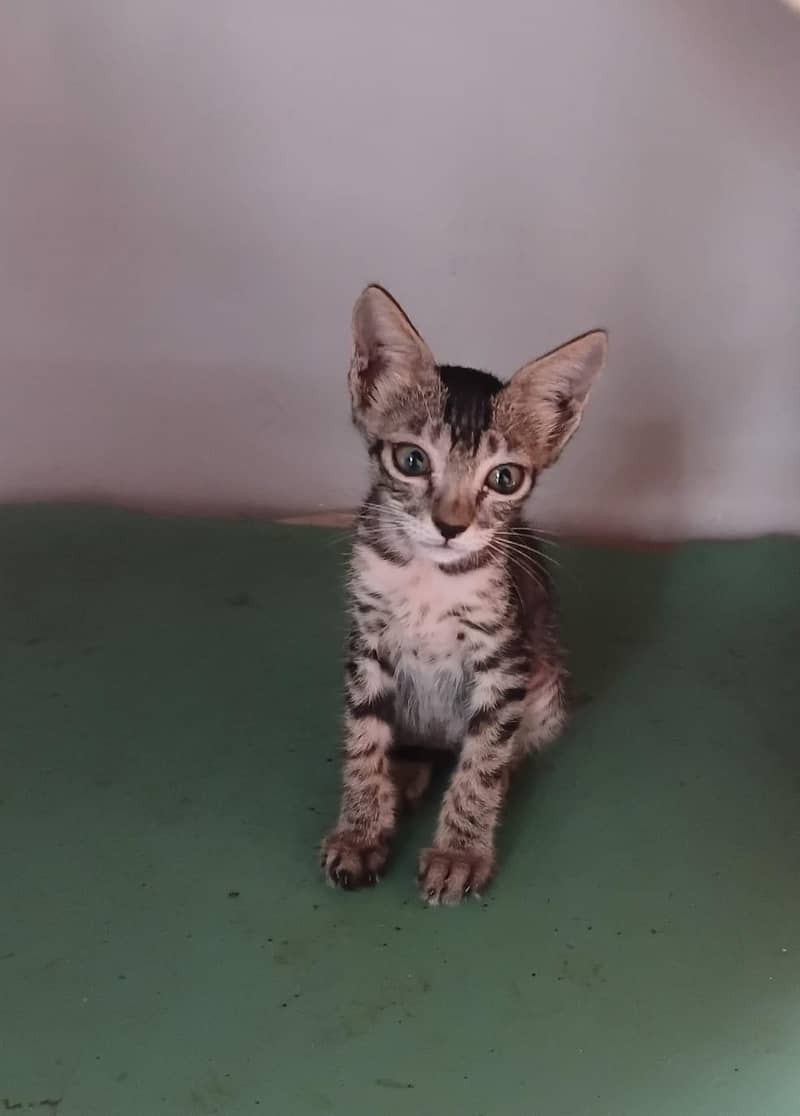 kitten's 1