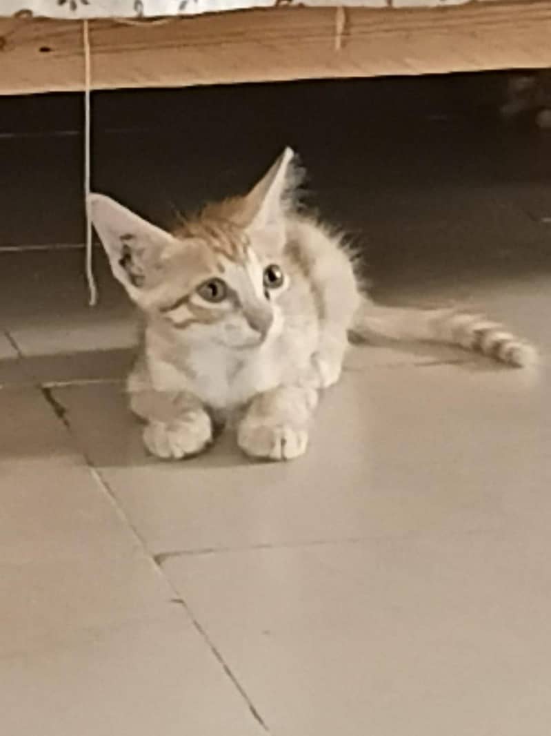 kitten's 3