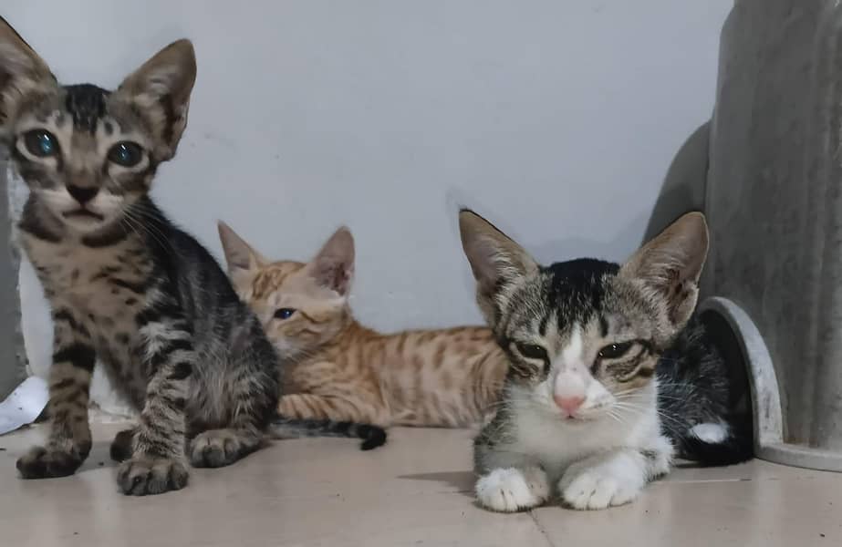 kitten's 4