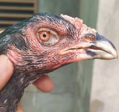 5 Male Chicks Home Breed