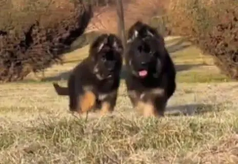 German Shepherd dog for sale my WhatsApp number3=34=45=91=20=4 — photo 2