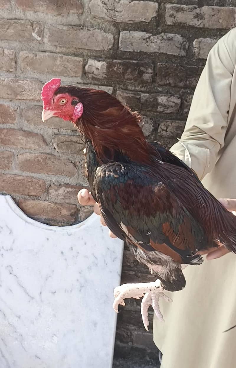 Aseel patha 1