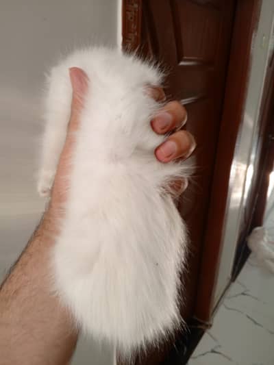 Persian cat male active good looking