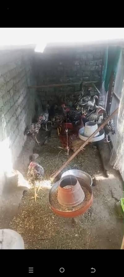 10 aseel chozay for sale age 8 months