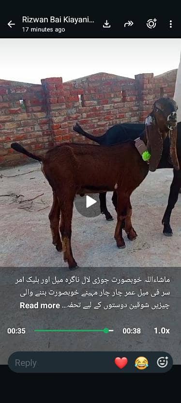 Female Goats  for Sale