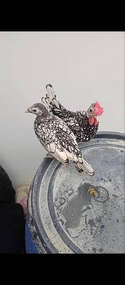 fancy  watsap  03091279458