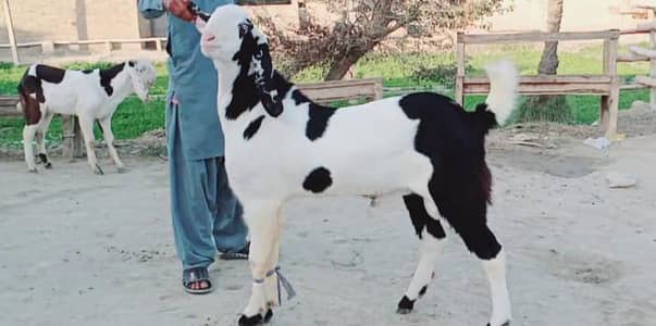 Bakra for sale call me""03242213919