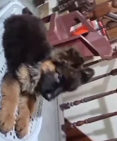 german shepherd puppies available for sale. 03073909212