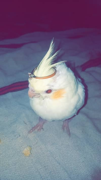 Cookital baby