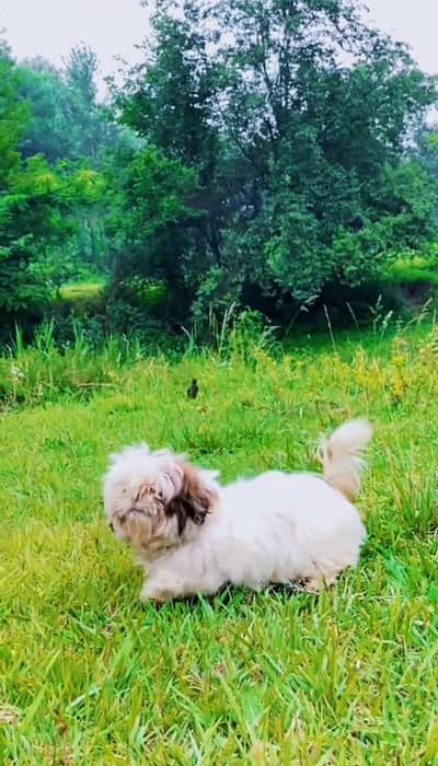 Shihtzu female