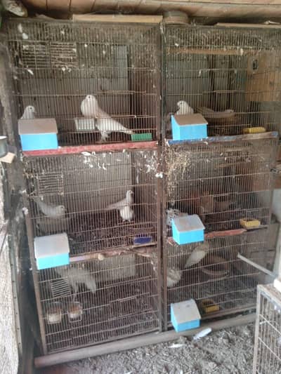 Birds Cages 2 same pieces. 8000 per piece.