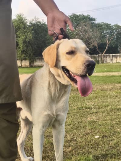 American Labrador ( Adult) For Sale